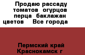 Продаю рассаду томатов, огурцов, перца, баклажан, цветов  - Все города  »    . Пермский край,Краснокамск г.